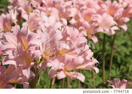 Natsuisen Sen 7744716