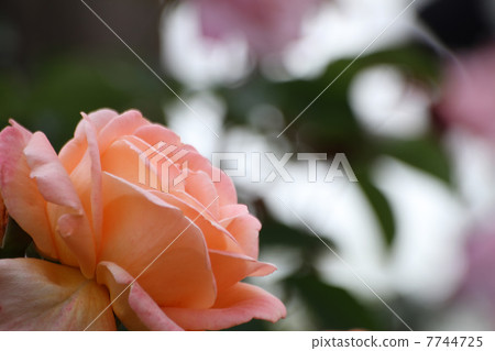 一個夢想 7744725