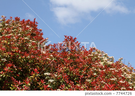 Benikanamemochi Benikanamemochi 7744726