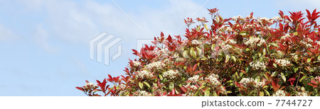 Benikamenmomechi Benikamenmomechi 7744727