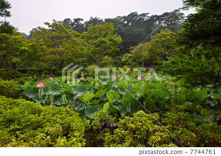 古老蓮花在雨中 7744761