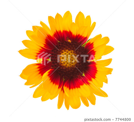 Gaillardia flower 7744800