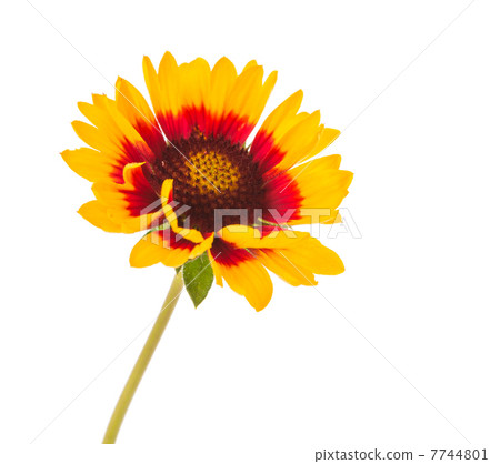Gaillardia flower Gaillardia flower 7744801