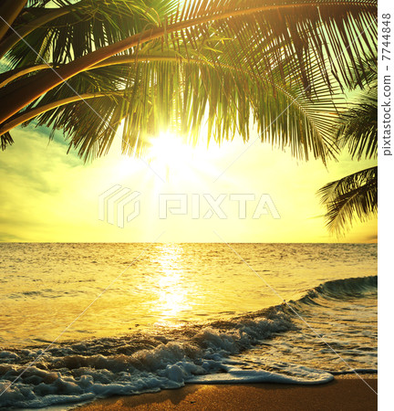 Tropical beach Tropical beach 7744848
