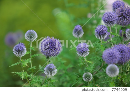 Ruritamaazami 7744909