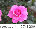 Rose "Urara" 7745209