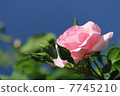 Roses "Rosendorf Sparse Hop" 7745210