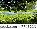 Hydrangea seen from between trees 7745211