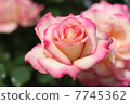 Rose "Honoka" 7745362