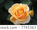 Roses "Candlelight" 7745363