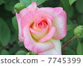 Rose "Elegant Ready" 7745399
