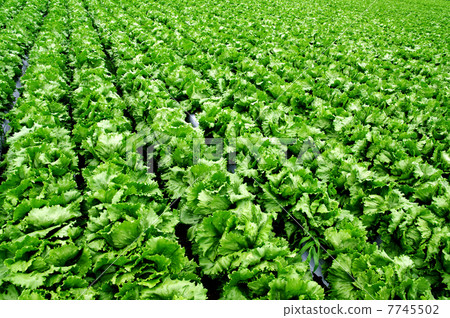Lettuce field 7745502