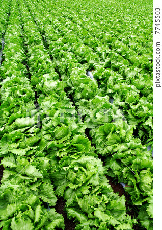 Lettuce field 7745503