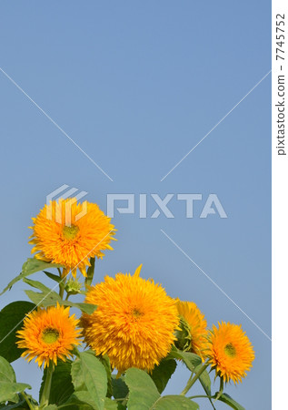 A sunflower twice a day that shines in the blue sky A sunflower twice a day that shines in the blue sky 7745752