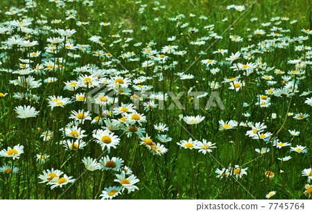 Flower background material · Margaret flower in the lakeside · Horizontal position 7745764