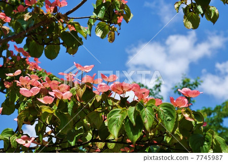 Background material of flowers and trees · Total bracts of a pink dogwood facing the blue sky · Horizontal position 7745987