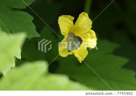 Botanical flowers and butterflies 7745992