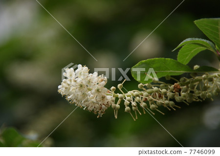 Ryoubu的花 Ryoubu的花 7746099