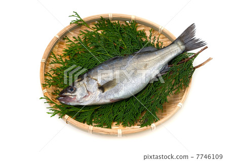 鈴木 -  Lateolabrax japonicus 7746109