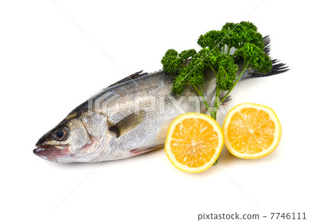 鈴木 -  Lateolabrax japonicus 7746111