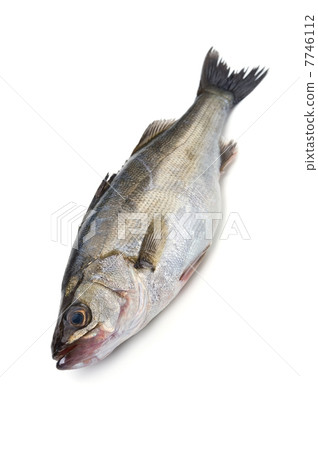 鈴木 -  Lateolabrax japonicus 7746112