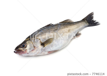 Suzuki - Lateolabrax japonicus 7746114