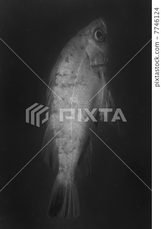 Meval - Sebastes sp。 Meval - Sebastes sp。 7746124