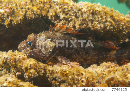 Casago  -  Sebastiscus marmoratus 7746125