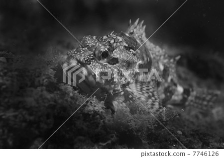 Casago - Sebastiscus marmoratus Casago - Sebastiscus marmoratus 7746126
