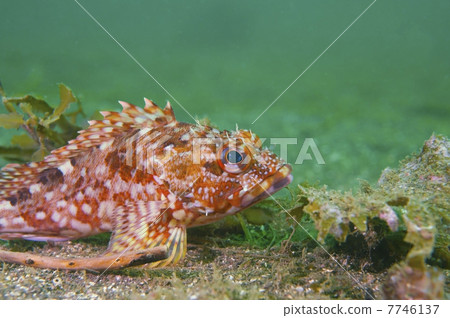 Casago - Sebastiscus marmoratus Casago - Sebastiscus marmoratus 7746137