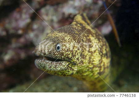 Utsubo  -  Gymnothorax kidako 7746138