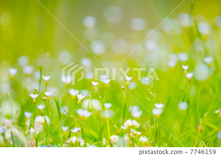 乳頭 - Sisyrinchium rosulatum 乳頭 - Sisyrinchium rosulatum 7746159