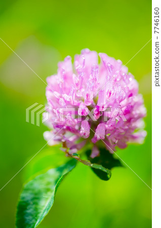 Murasakitetsukusa - Trifolium pratense Murasakitetsukusa - Trifolium pratense 7746160