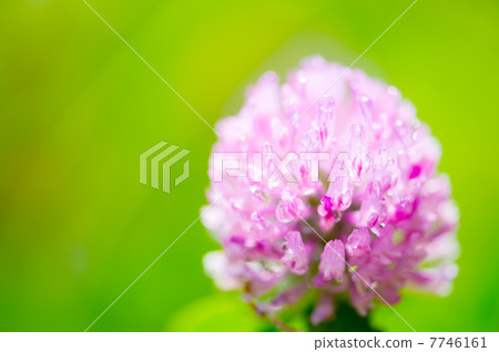 Murasakitetsukusa - Trifolium pratense 7746161
