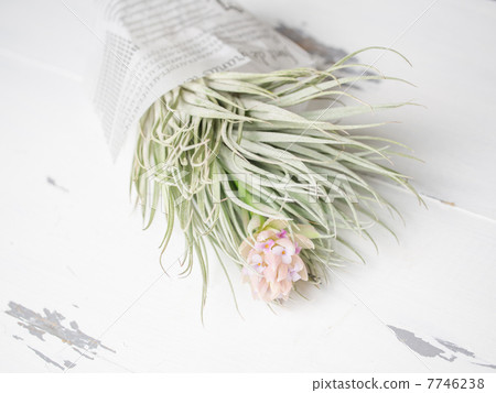 air plant, present, bouquet 7746238