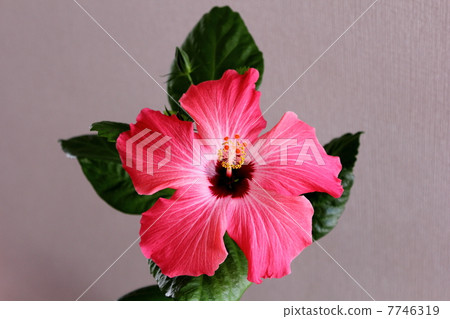 芙蓉花 芙蓉花 7746319