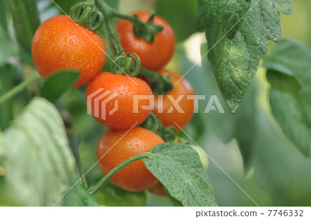 小西紅柿 7746332