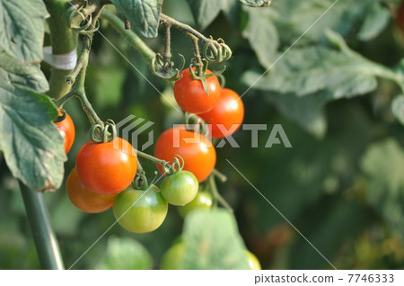 小西紅柿 7746333