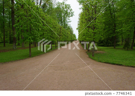  Walking path in the forest 7746341