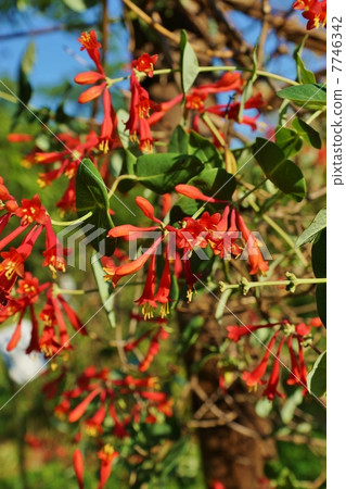 Summer flowers · Flower of crimson shiny skin seen as blooming through the leaves · Vertical position 7746342