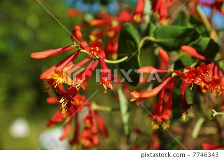 Summer flower · Flower of horizontal flower of crimson shinitake which seems to bloom through leaves · Horizontal position Summer flower · Flower of horizontal flower of crimson shinitake which seems to bloom through leaves · Horizontal position 7746343