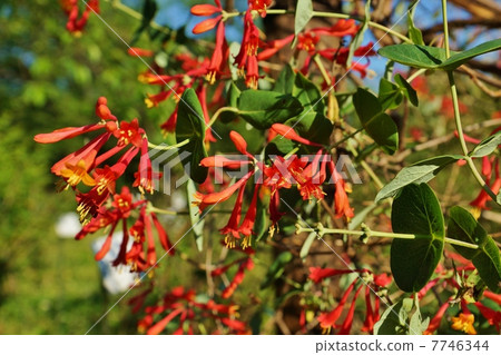 Summer flower · Flower of horizontal flower of crimson shinitake which seems to bloom through leaves · Horizontal position 7746344