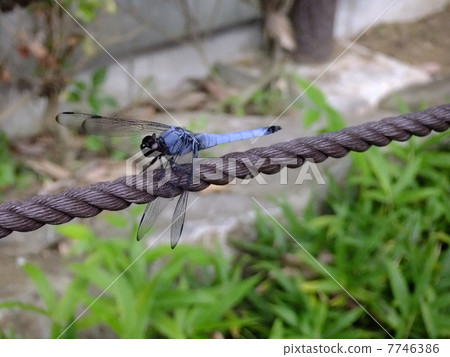 Dragonfly picture material Dragonfly picture material 7746386