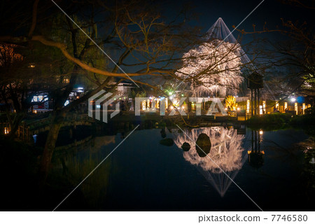 Higashiyama Flower Light Road Maruyama Park Hyoutan Pond and Gion Evergreen Cherry Tree 7746580
