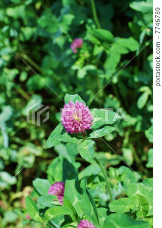 在田野裡的花·盛開的鮮花·垂直位置 7746789