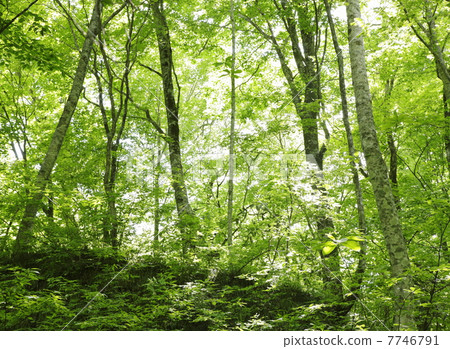 Fresh green trees Fresh green trees 7746791