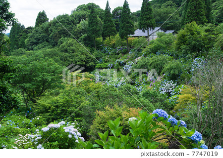 Shiiunosato of hydrangea Shiiunosato of hydrangea 7747019