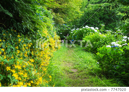 繡球花Shiiunosato 繡球花Shiiunosato 7747020