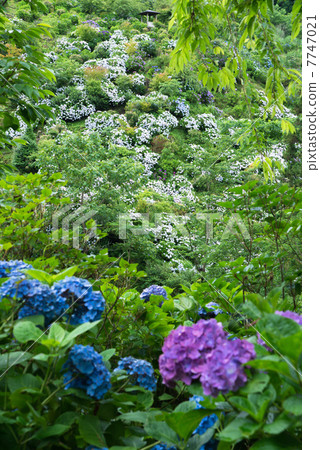 繡球花Shiiunosato 繡球花Shiiunosato 7747021