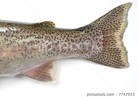 Rainbow trout (fat and caudal fin) Rainbow trout (fat and caudal fin) 7747035